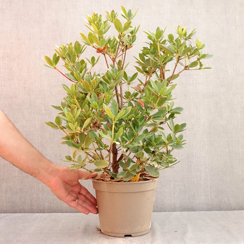 Esemplare di Rhododendron vireya Saxon blush Vaso da 3L/4L consegnato in estate
