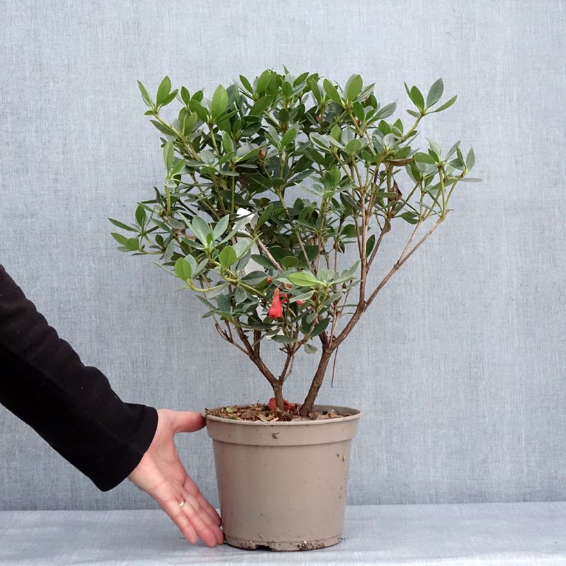 Rhododendron vireya Saxon blush Vaso da 3L/4L esemplare consegnato in inverno