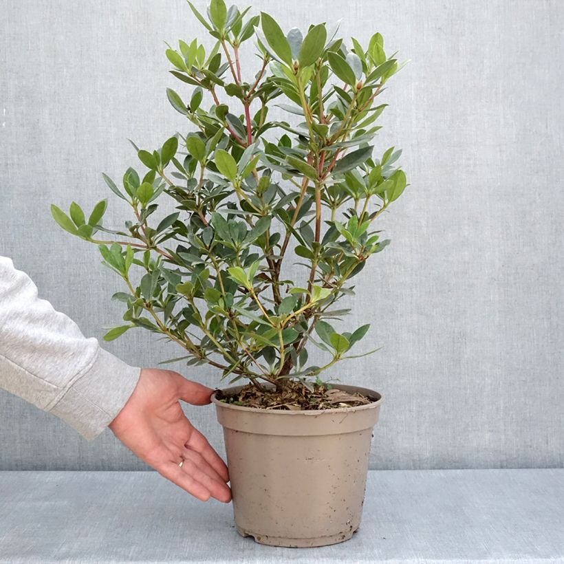 Rhododendron vireya Saxon blush Vaso da 3L/4L esemplare consegnato in primavera
