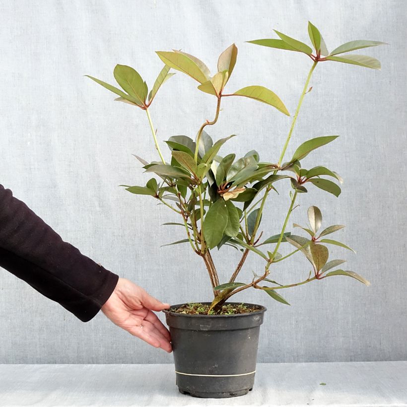 Esemplare di Rhododendron vireya Strawberry Parfait Vaso da 3L/4L come consegnato in autunno