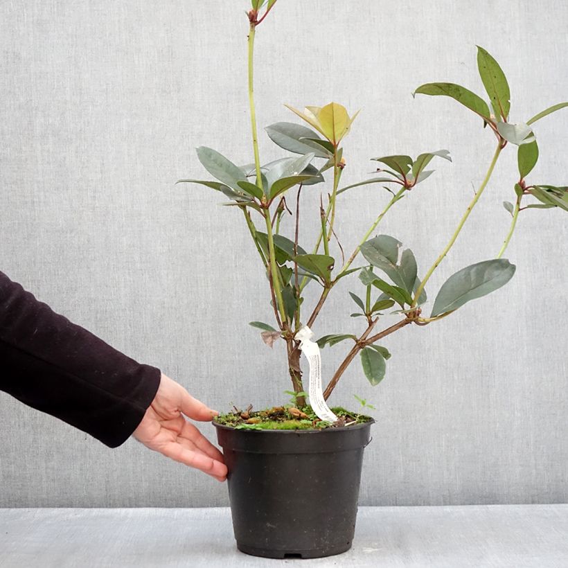 Rhododendron vireya Strawberry Parfait Vaso da 3L/4L esemplare consegnato in inverno