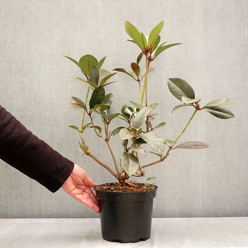 Rhododendron vireya Strawberry Parfait Vaso da 3L/4L esemplare consegnato in primavera