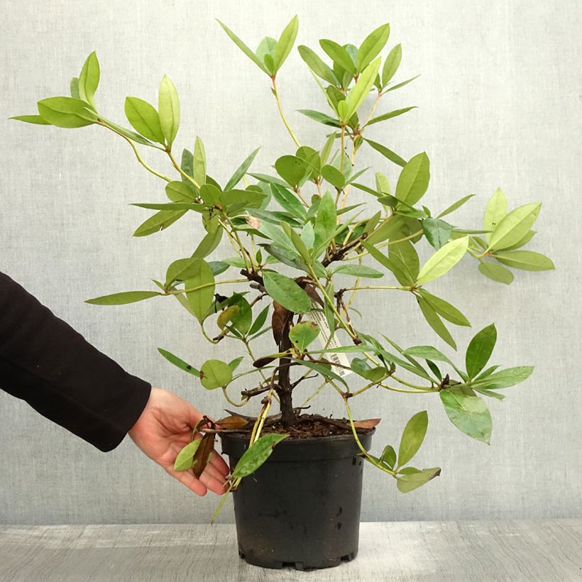 Esemplare di Rhododendron vireya Vladimir Bukovski Vaso da 3L/4L come consegnato in autunno