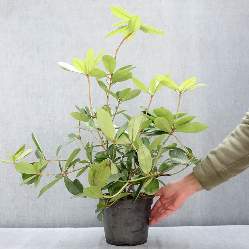 Rhododendron vireya Vladimir Bukovski Vaso da 3L/4L esemplare consegnato in inverno