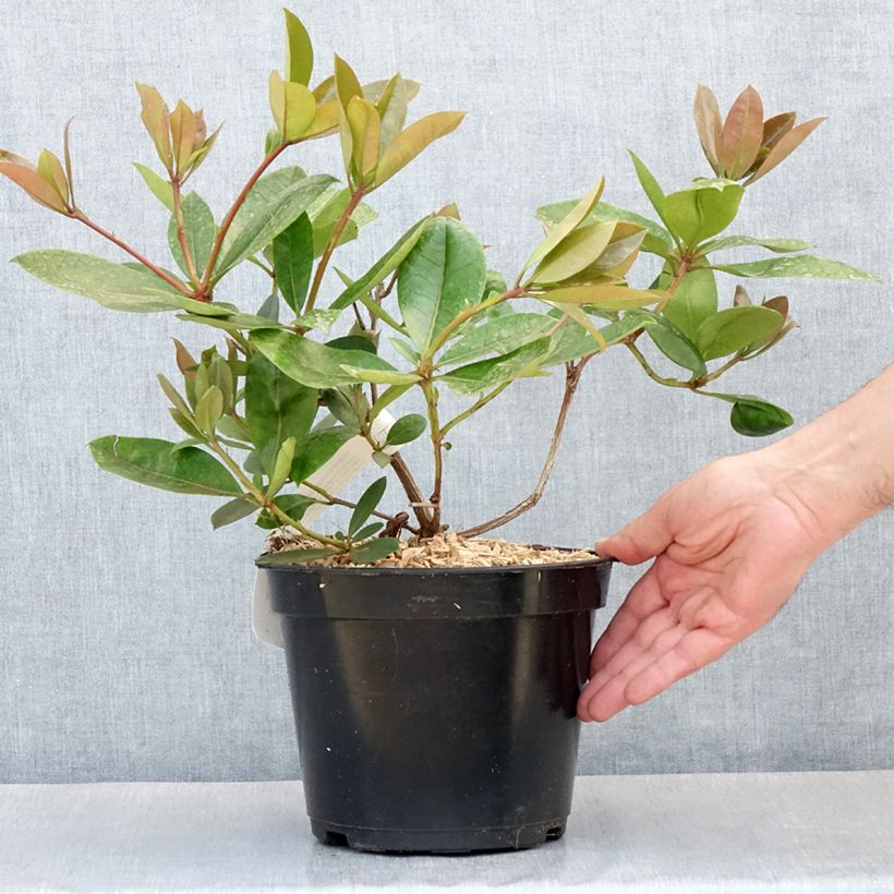 Rhododendron vireya Vladimir Bukovski Vaso da 3L/4L esemplare consegnato in primavera