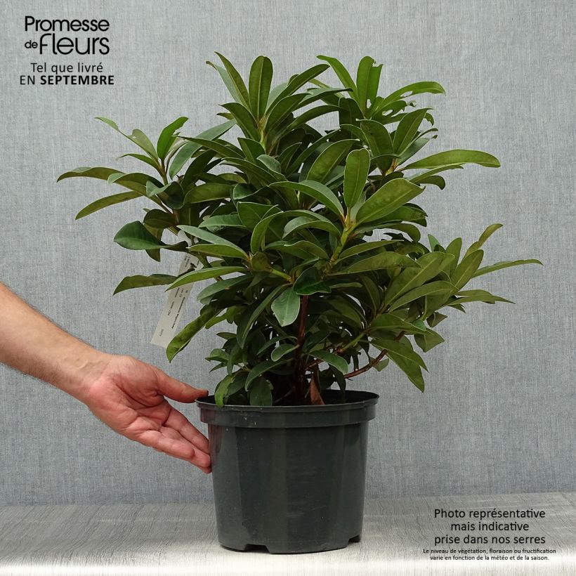 Esemplare di Rhododendron Wilgen's Ruby Vaso da 4L/5L come consegnato in autunno