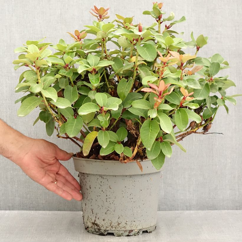 Esemplare di Rhododendron williamsianum Gartendirektor Glocker Vaso da 4L/5L consegnato in estate