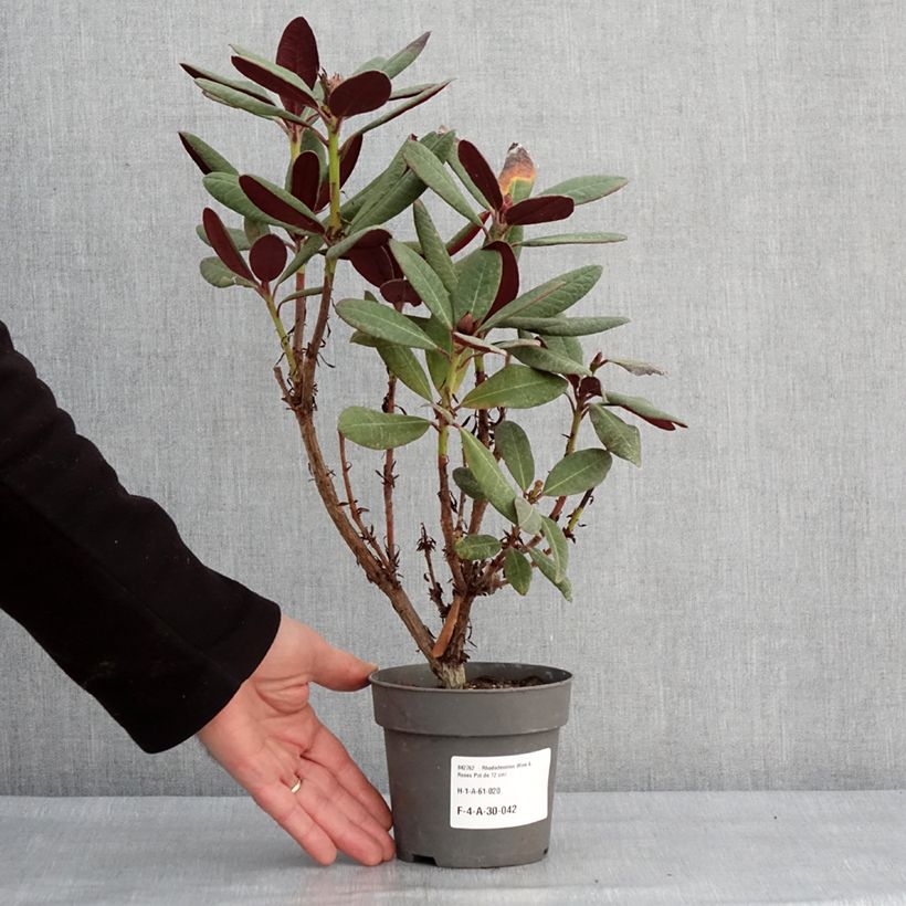 Rhododendron Wine & Roses Vaso da Ø 12 cm / 13 cm esemplare consegnato in inverno