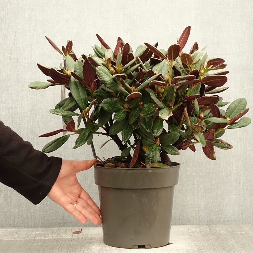 Esemplare di Rhododendron Wine & Roses Vaso da 6L/7L come consegnato in autunno