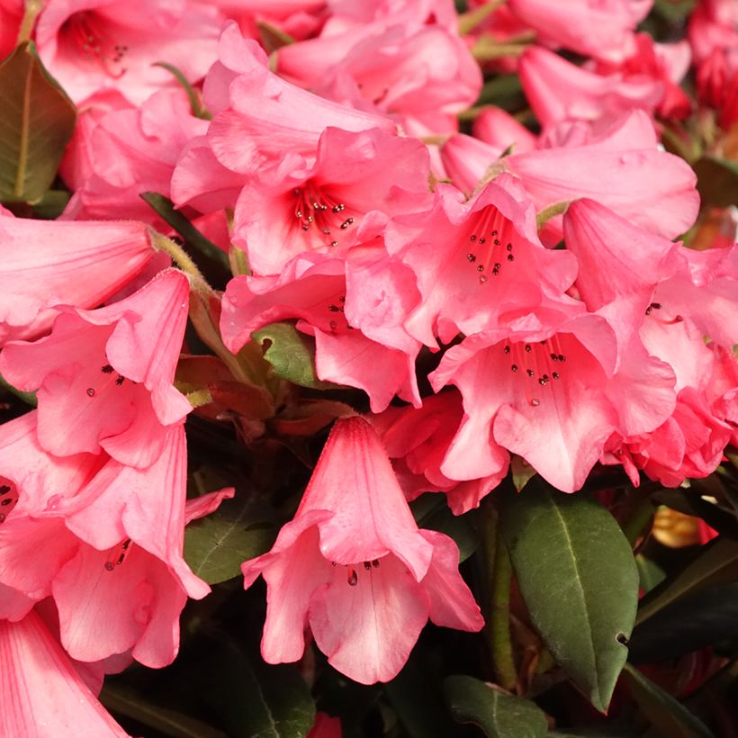 Rhododendron Winsome (Fioritura)