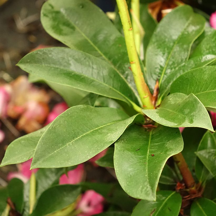 Rhododendron XXL (Fogliame)