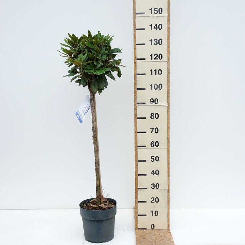 Esemplare di Rhododendron yakushimanum Anuschka Vaso da 7,5L/10L, Vaso impalcato consegnato in estate