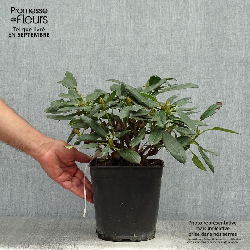 Esemplare di Rhododendron yakushimanum Barbarella Vaso da 4L/5L come consegnato in autunno