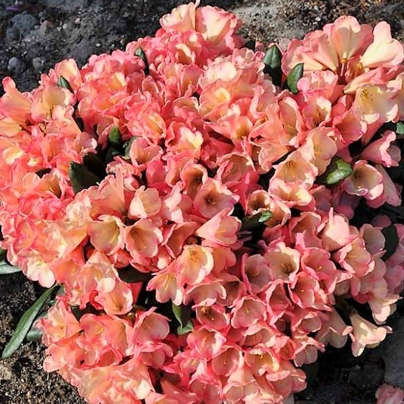 Rhododendron yakushimanum Barbarella (Porto)