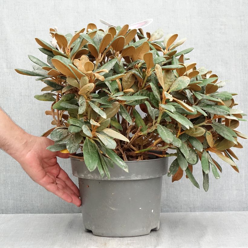Esemplare di Rhododendron yakushimanum Debbie Dane Vaso da 4L/5L consegnato in estate