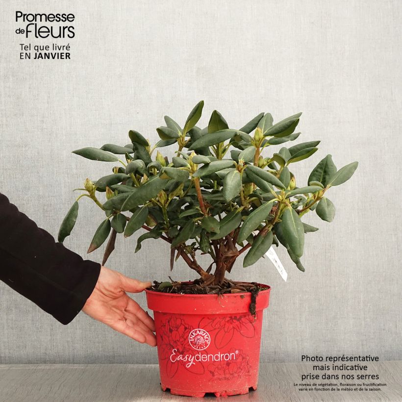 Rhododendron yakushimanum Easydendron Bohlken's Laura Vaso da 4L/5L esemplare consegnato in inverno