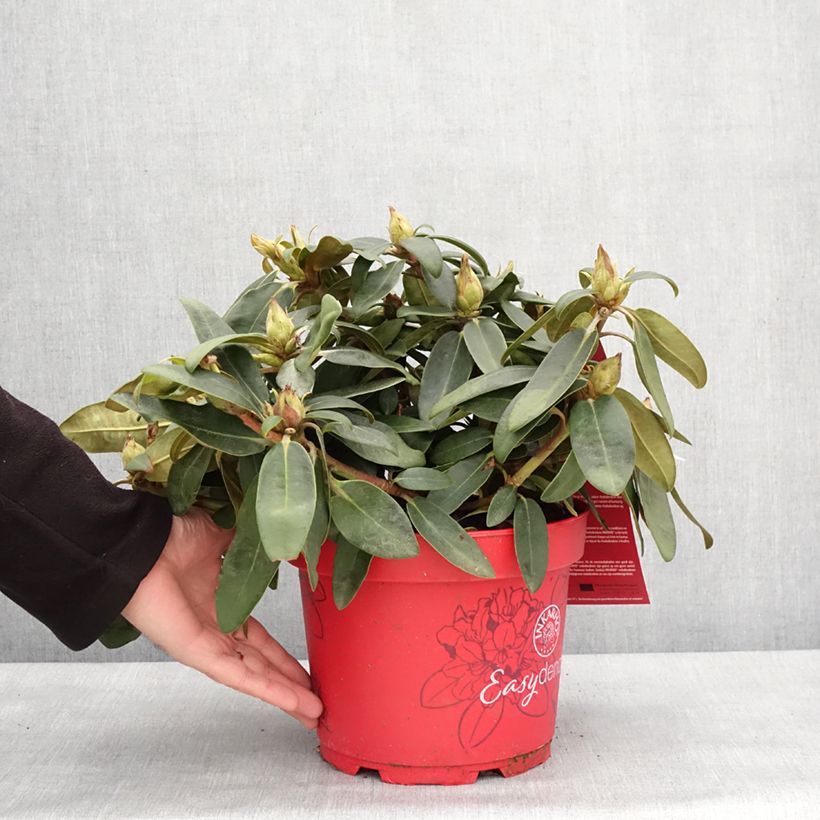 Rhododendron yakushimanum INKARHO Bohlken's Roter Stern Vaso da 4L/5L esemplare consegnato in inverno