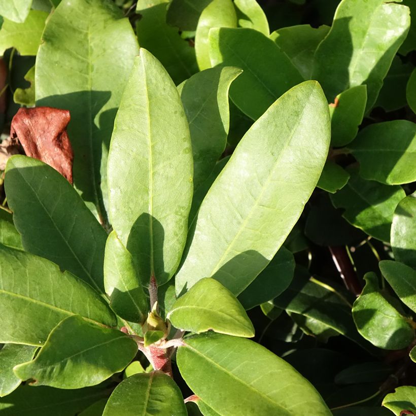 Rhododendron yakushimanum INKARHO Bohlken's Roter Stern (Fogliame)