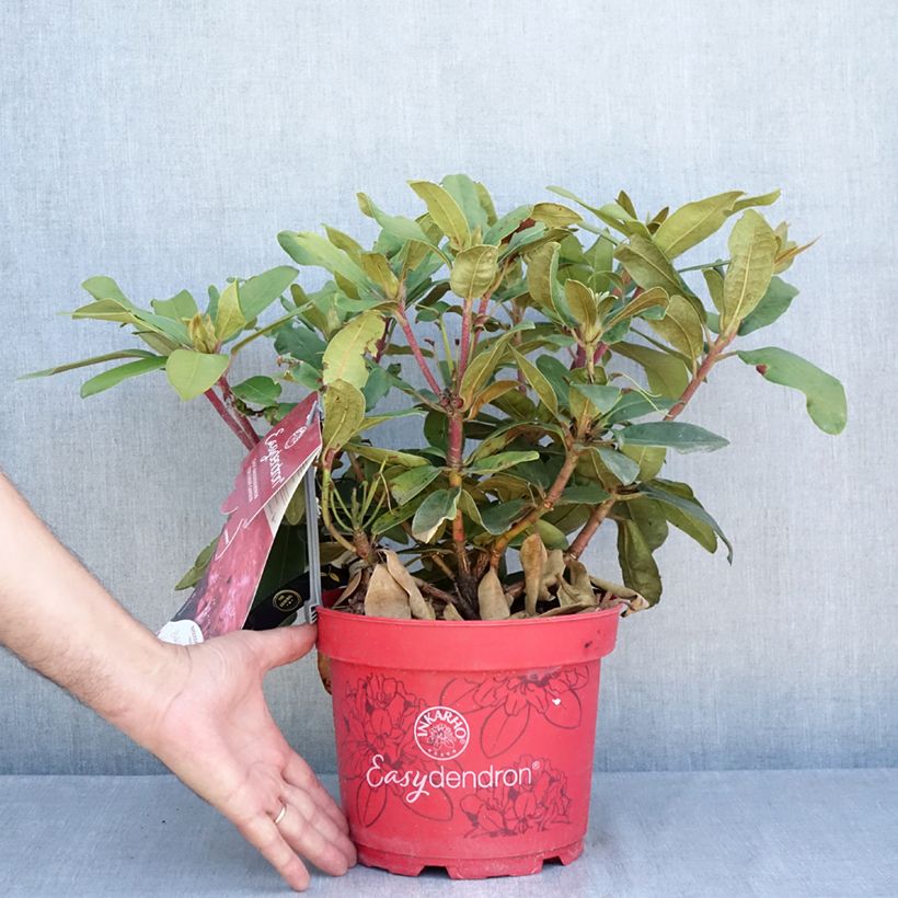 Esemplare di Rhododendron yakushimanum INKARHO Bohlken's Roter Stern Vaso da 4L/5L consegnato in estate