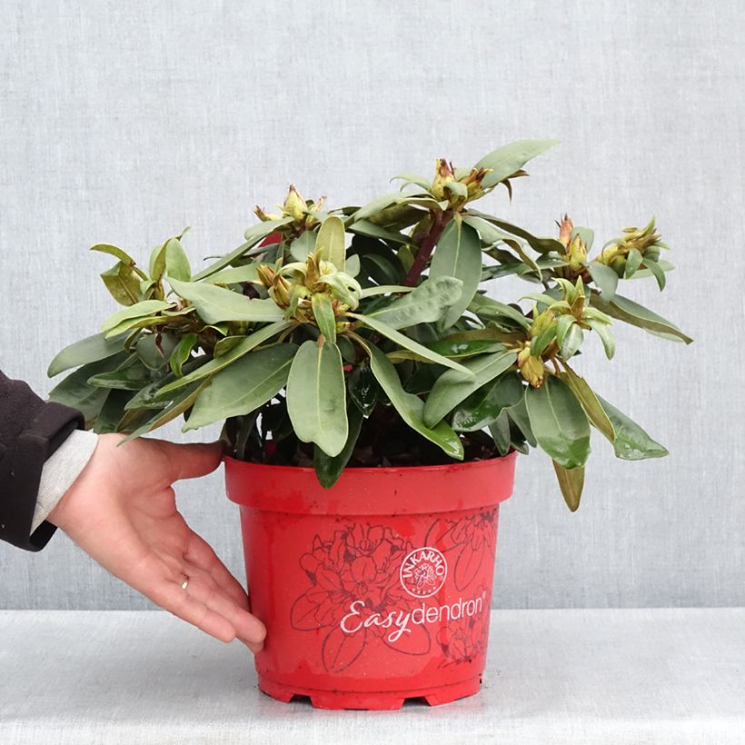Rhododendron yakushimanum INKARHO Bohlken's Roter Stern Vaso da 4L/5L esemplare consegnato in primavera