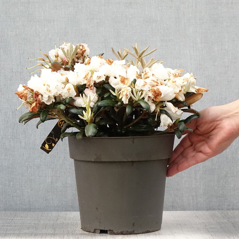 Esemplare di Rhododendron yakushimanum Koichiro Wada Vaso da 4L/5L consegnato in estate