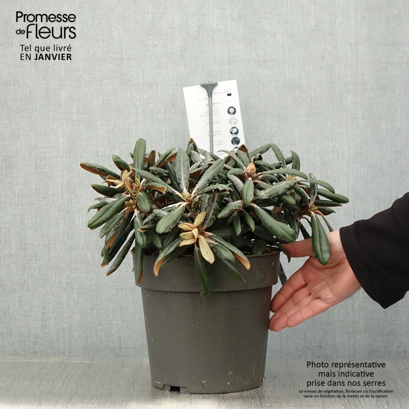 Rhododendron yakushimanum Koichiro Wada Vaso da 4L/5L esemplare consegnato in inverno