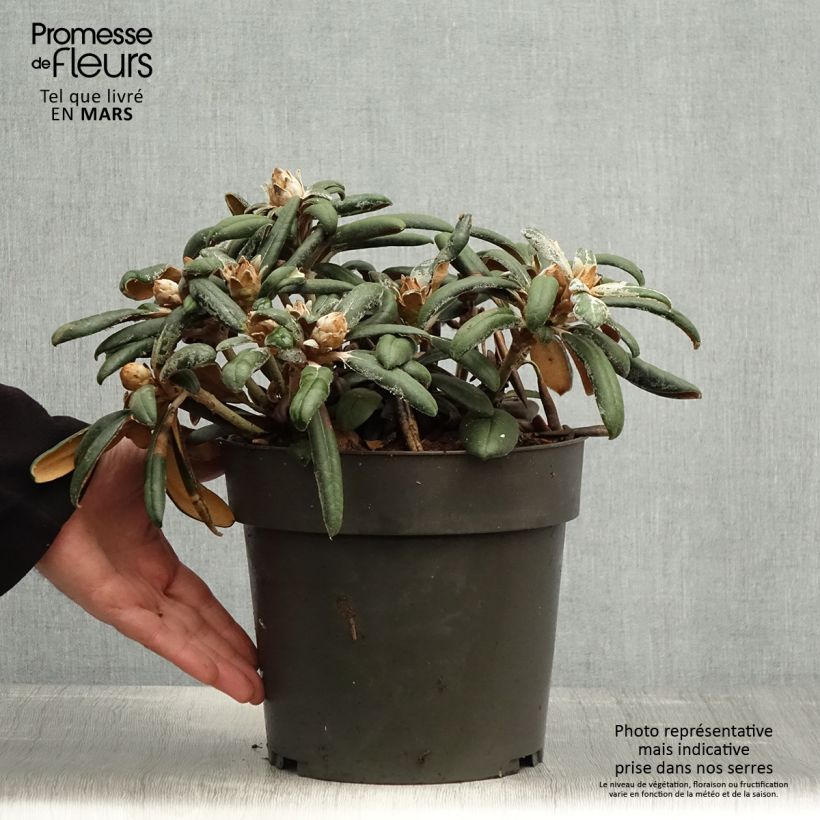 Rhododendron yakushimanum Koichiro Wada Vaso da 4L/5L esemplare consegnato in primavera