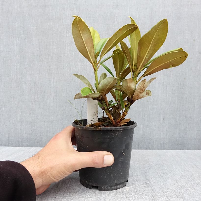 Esemplare di Rhododendron yakushimanum Morgenrot Vaso da Ø 12 cm / 13 cm come consegnato in autunno