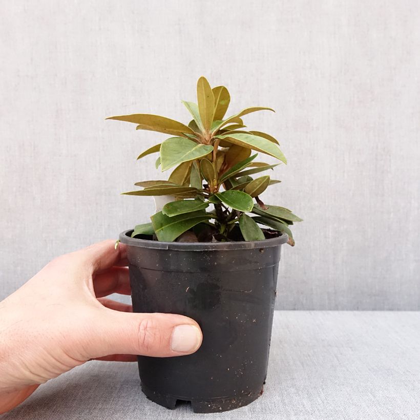 Rhododendron yakushimanum Morgenrot Vaso da Ø 12 cm / 13 cm esemplare consegnato in inverno