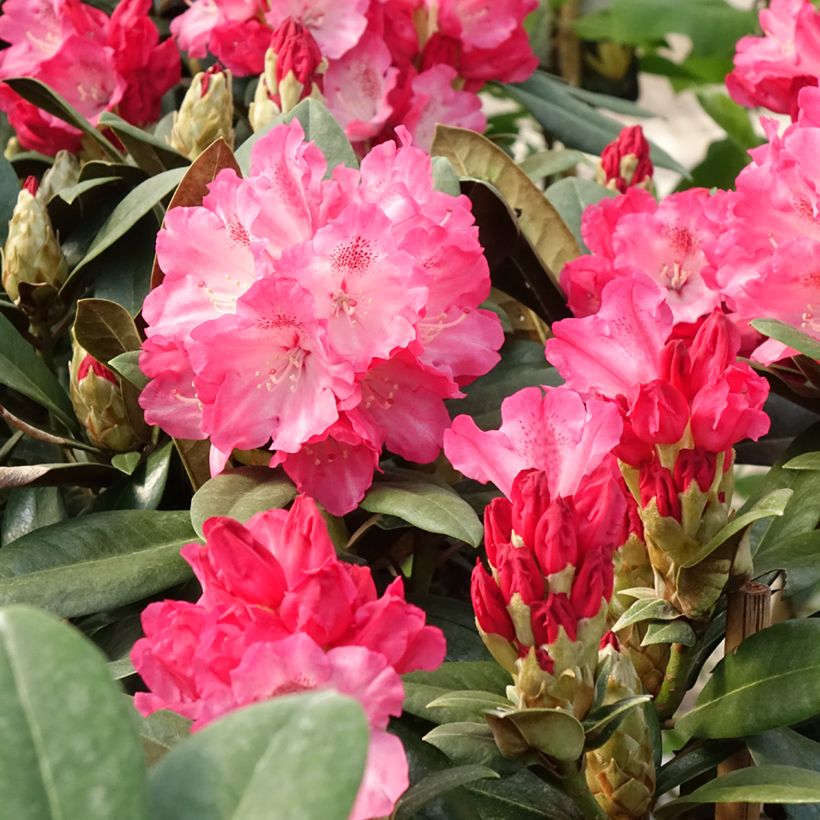 Rhododendron yakushimanum Morgenrot (Fioritura)