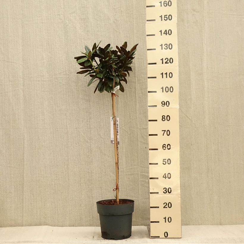 Esemplare di Rhododendron yakushimanum Morgenrot Vaso da 7,5L/10L come consegnato in autunno