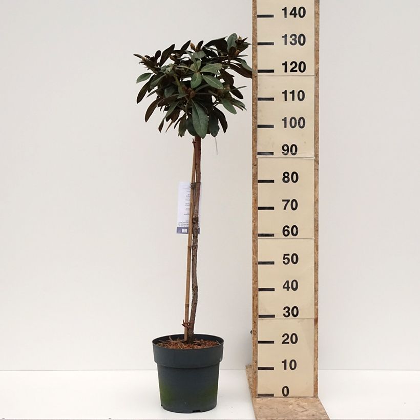 Rhododendron yakushimanum Morgenrot Vaso da 7,5L/10L esemplare consegnato in inverno