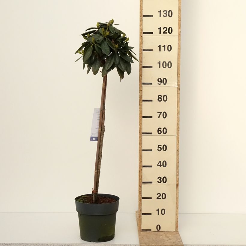 Rhododendron yakushimanum Polaris Vaso da 7,5L/10L esemplare consegnato in inverno