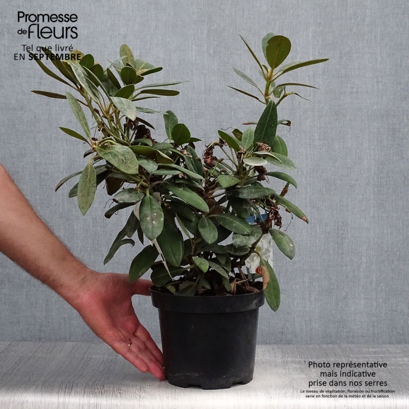 Esemplare di Rhododendron yakushimanum Porzellan Vaso da 3L/4L come consegnato in autunno