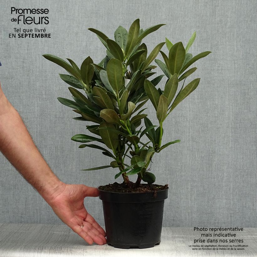 Esemplare di Rhododendron yakushimanum Sneezy Vaso da 2L/3L come consegnato in autunno