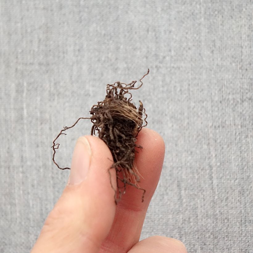 Rhodohypoxis Rose Queen Bulbo taglia I esemplare consegnato in primavera