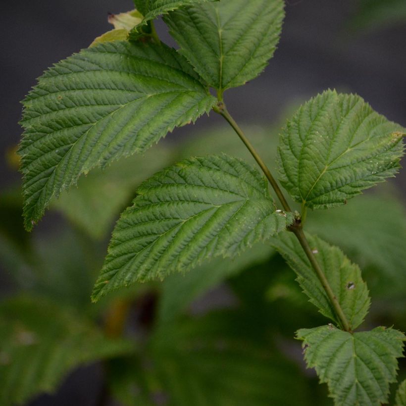 Rhodotypos scandens (Fogliame)