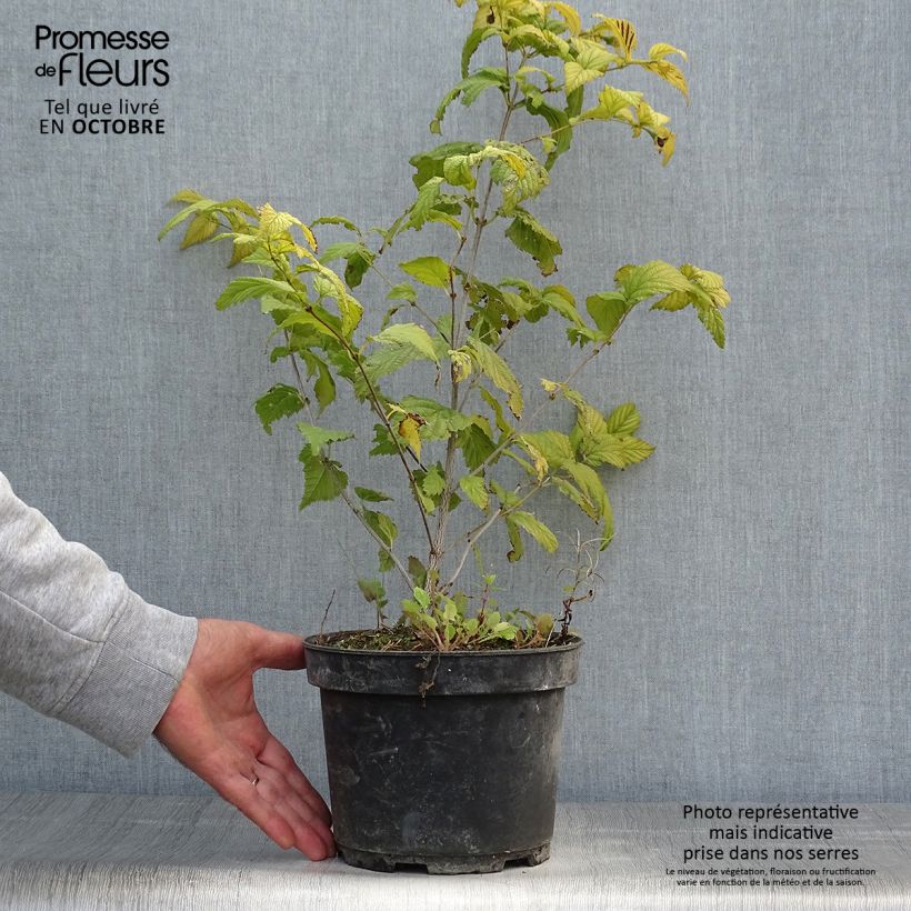 Esemplare di Rhodotypos scandens Vaso da 3L/4L come consegnato in autunno