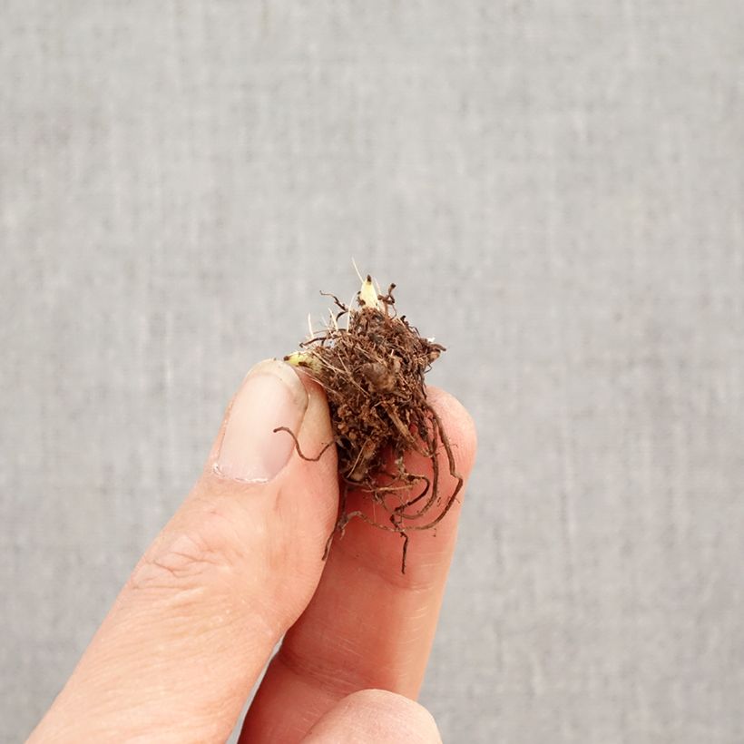 Rhodoxis Abigail Bulbo taglia I esemplare consegnato in primavera