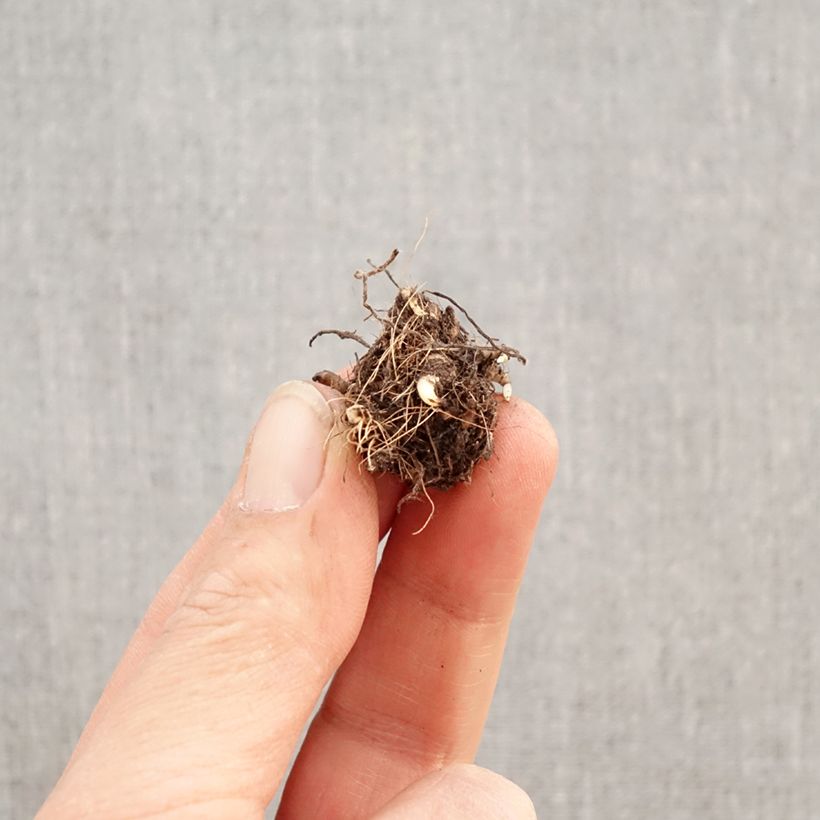 Rhodoxis Red Alert Bulbo taglia I esemplare consegnato in primavera