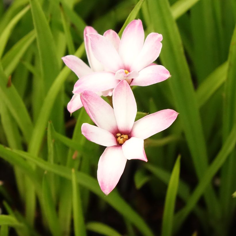 Rhodoxis Summer Stars Peppermint (Fioritura)