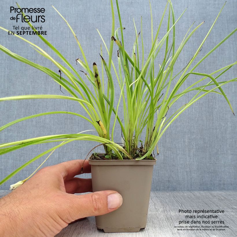 Esemplare di Rhodoxis Summer Stars Peppermint Vasetto da 8/9 cm come consegnato in autunno