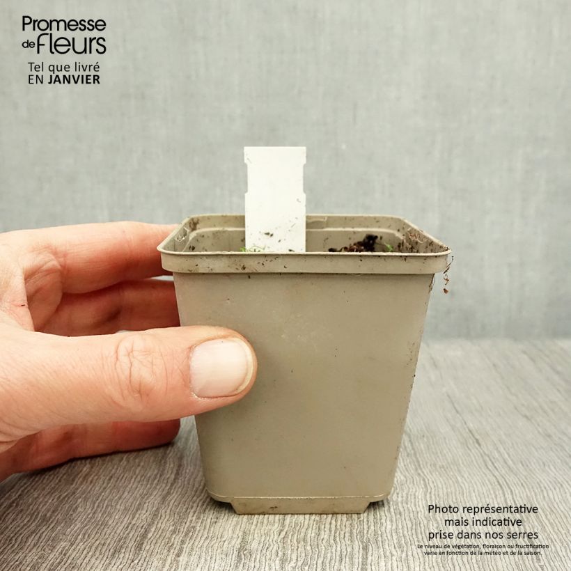 Rhodoxis Summer Stars Peppermint Vasetto da 8/9 cm esemplare consegnato in inverno