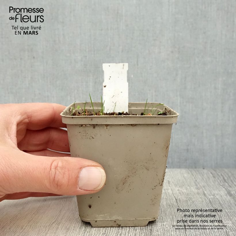 Rhodoxis Summer Stars Peppermint Vasetto da 8/9 cm esemplare consegnato in primavera