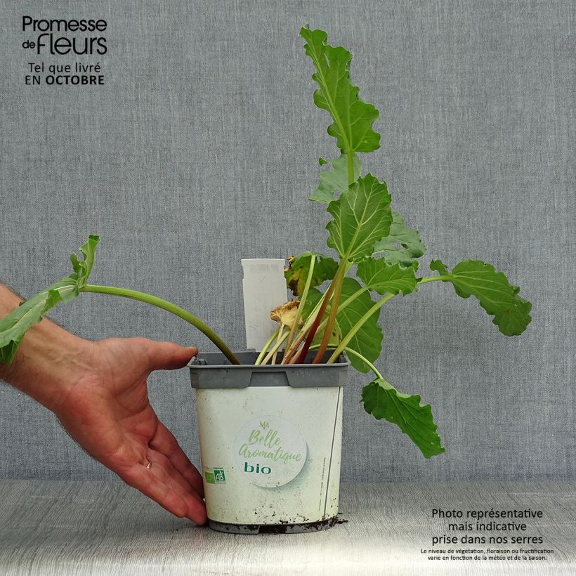 Esemplare di Rheum rhaponticum - Rabarbaro Vaso da 1L/1,5L come consegnato in autunno