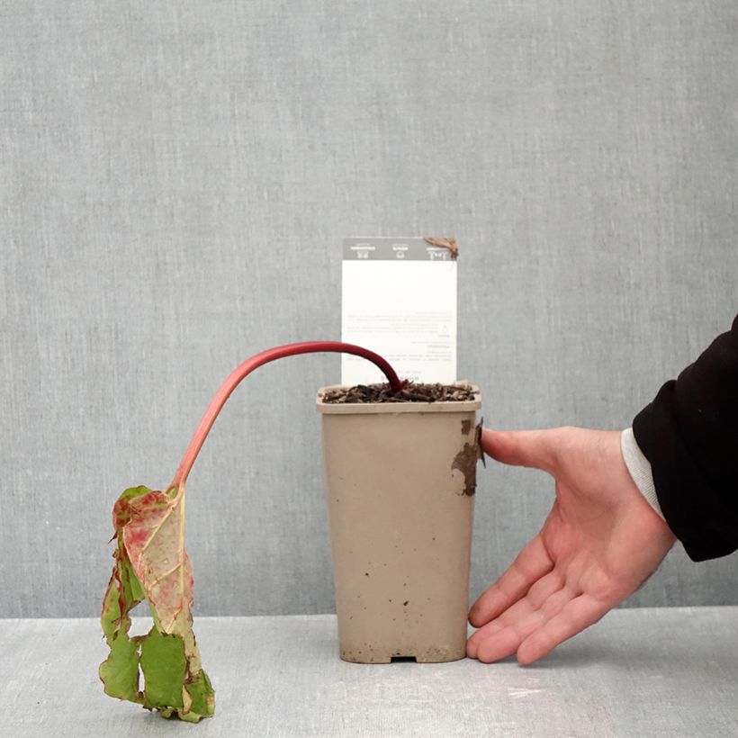 Esemplare di Rheum Canada Red - Rabarbaro Vaso da 1L/1,5L come consegnato in autunno