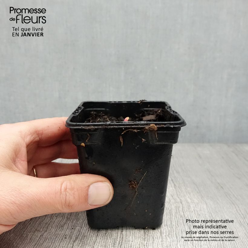 Rheum x hybridum Victoria - Rabarbaro Vasetto da 8/9 cm esemplare consegnato in inverno