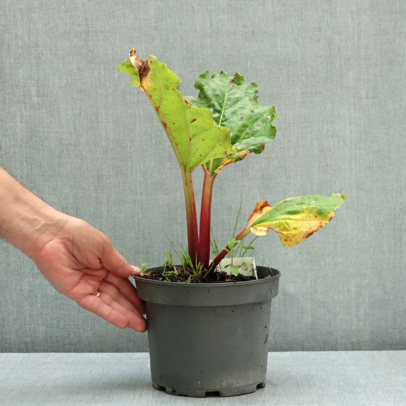 Esemplare di Rheum x hybridum Frambozen Rood - Rabarbaro Vaso da 2L/3L come consegnato in autunno