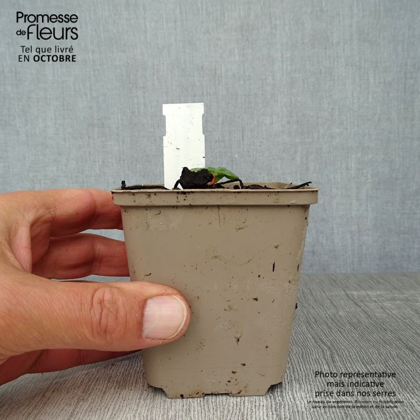 Esemplare di Rheum palmatum var. tanguticum - Rabarbaro palmato Vasetto da 8/9 cm come consegnato in autunno