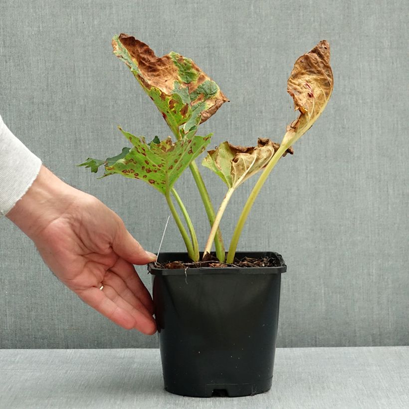 Esemplare di Rheum palmatum var. tanguticum - Rabarbaro palmato Vaso da 2L/3L come consegnato in autunno